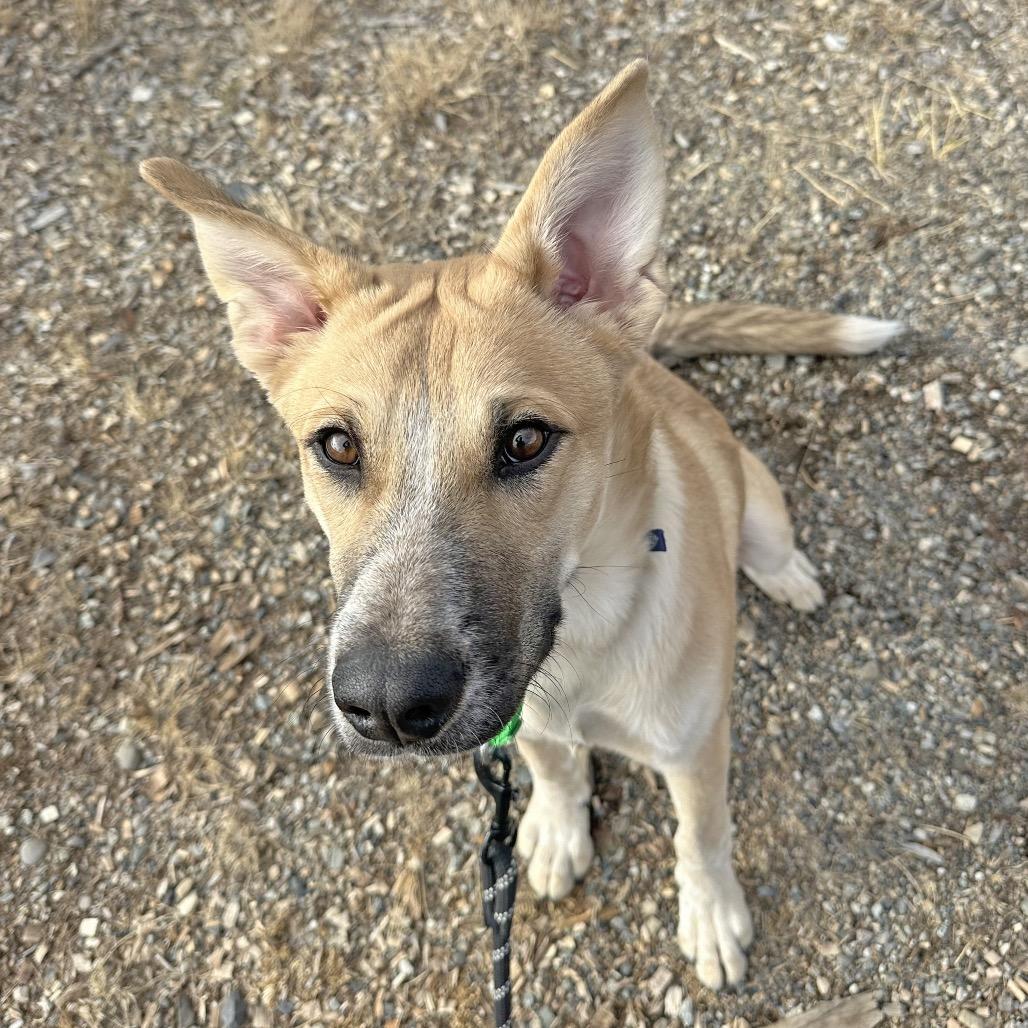 Dom, a Adoptable Mixed Breed in Hailey, ID image 4/6