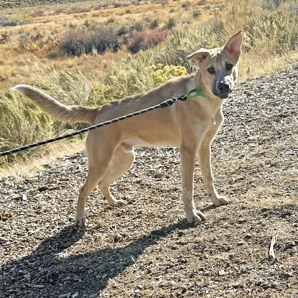 Dom, a Adoptable Mixed Breed in Hailey, ID image 5/6