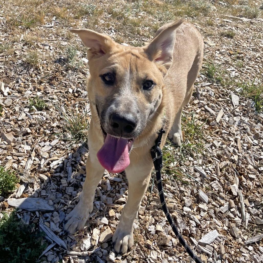 Dom, a Adoptable Mixed Breed in Hailey, ID image 6/6