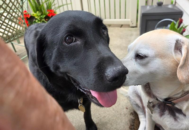 Enlarge Bear, a ADOPTABLE Black Labrador Retriever in Indianapolis, IN image 2/3