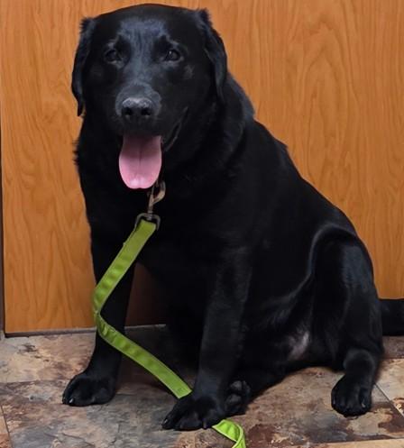 Enlarge Bear, a ADOPTABLE Black Labrador Retriever in Indianapolis, IN image 3/3