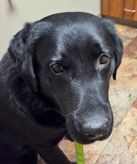 Enlarge Bear, a ADOPTABLE Black Labrador Retriever in Indianapolis, IN image 1/3