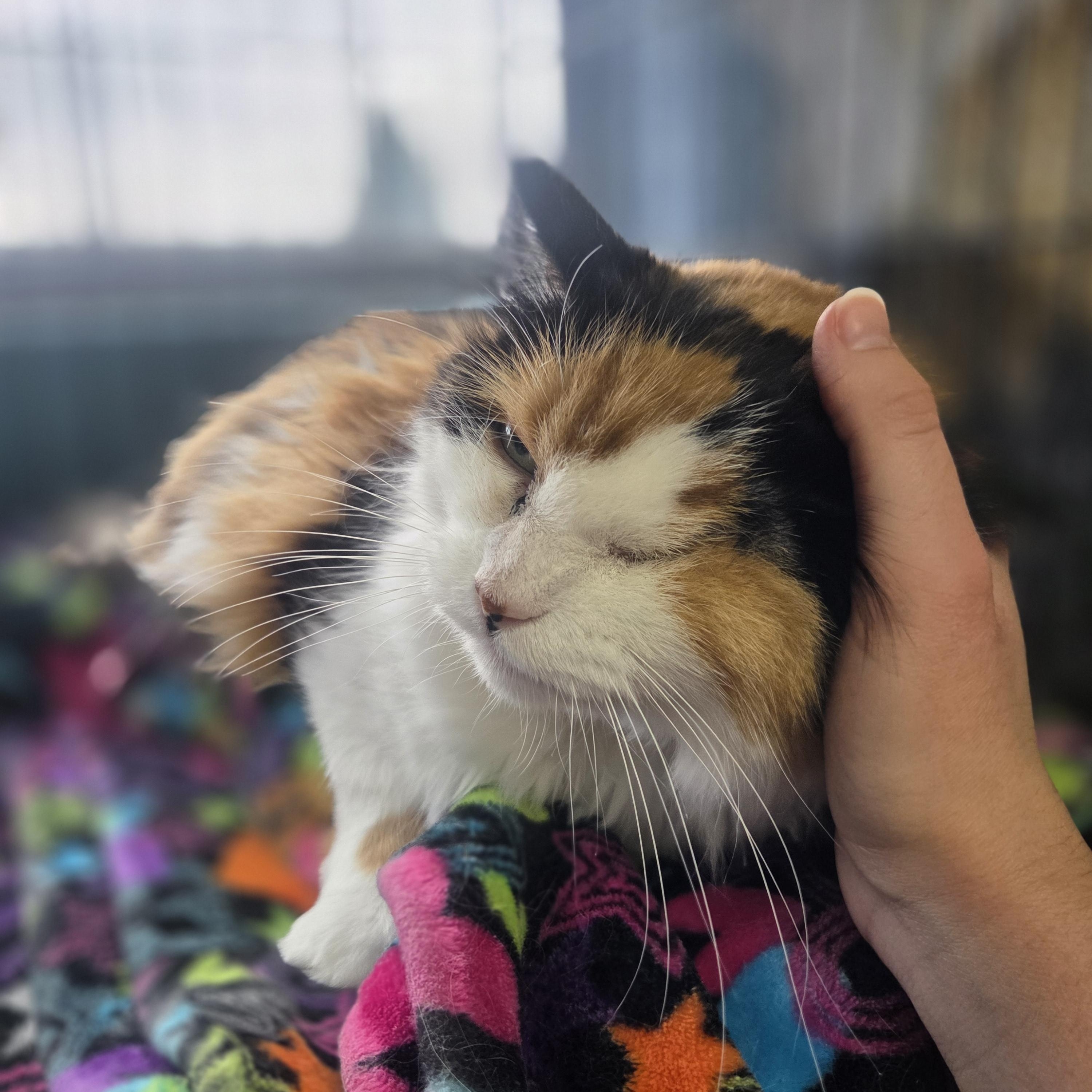 Enlarge Crooks, a Adoptable Domestic Long Hair in Brookings, SD image 3/3