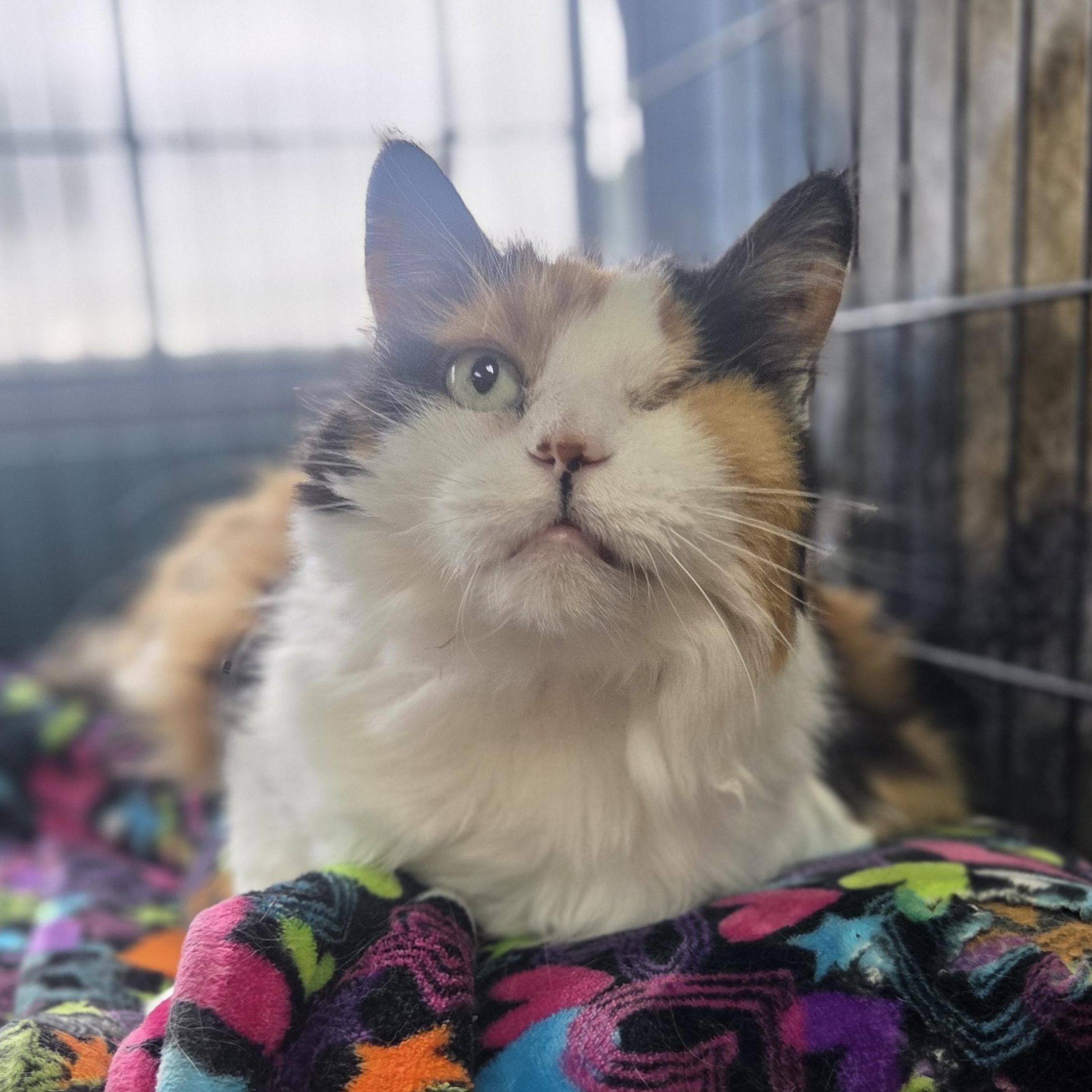 Enlarge Crooks, a Adoptable Domestic Long Hair in Brookings, SD image 2/3