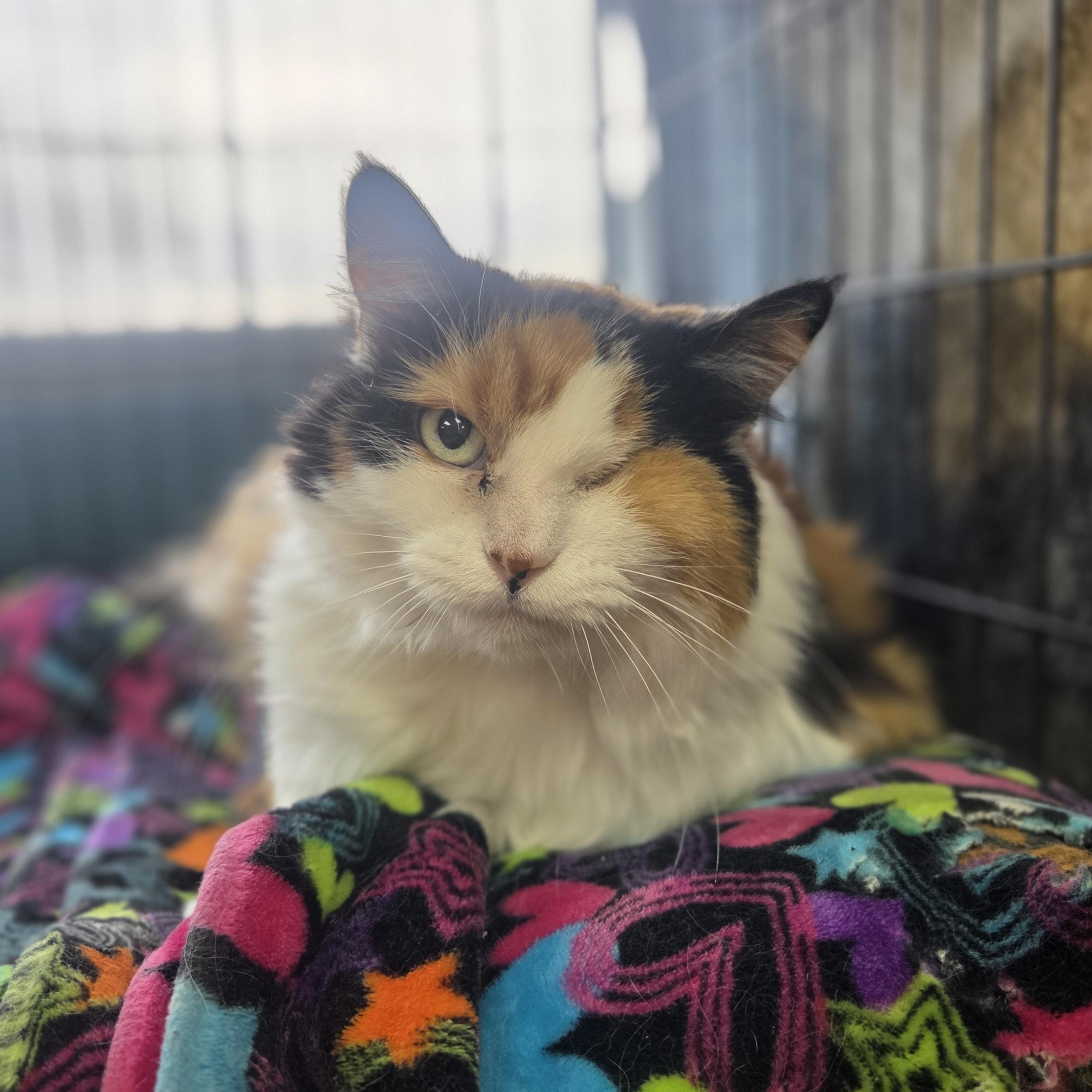 Crooks, Adoptable, Senior Female Domestic Long Hair.
