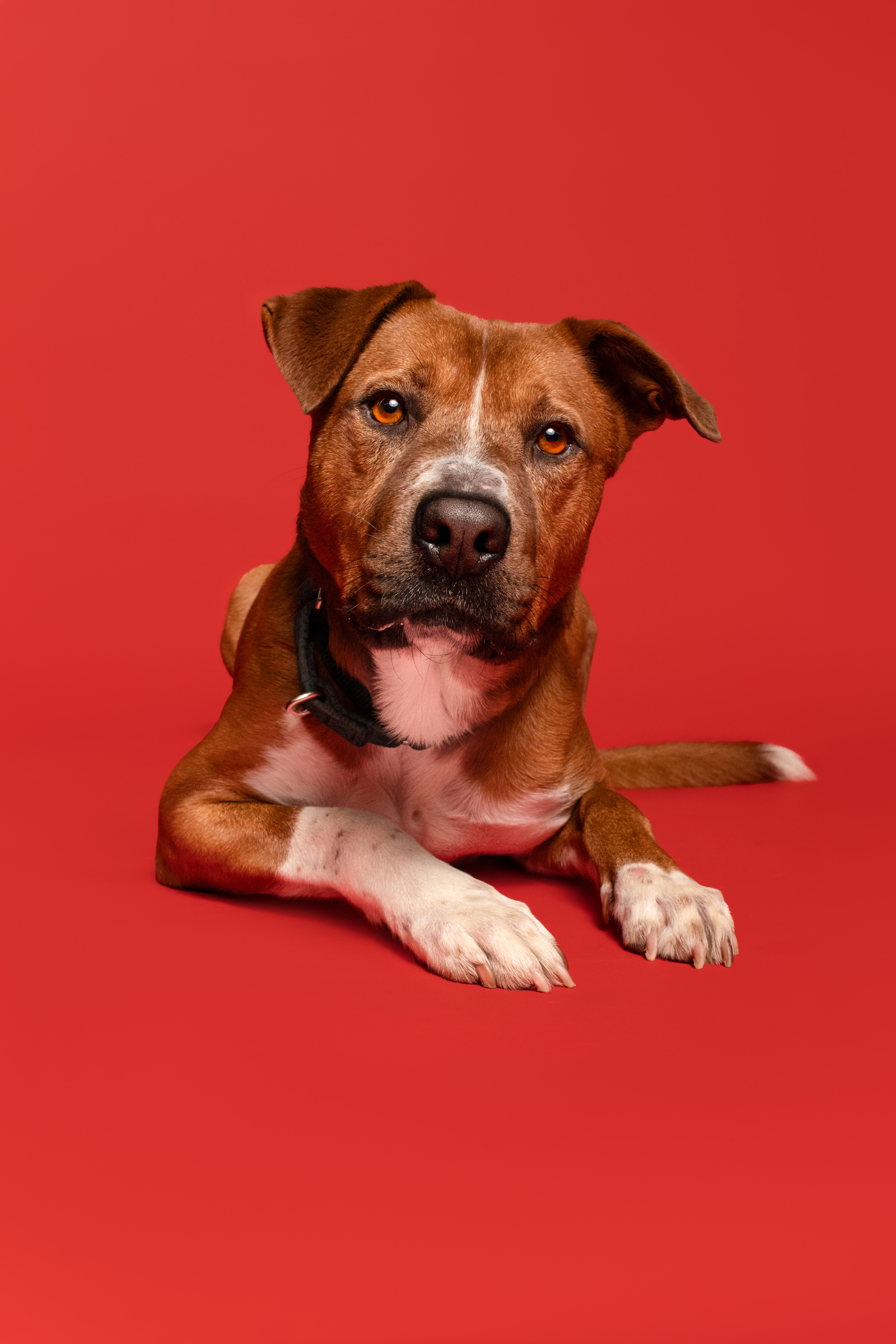 Enlarge Gus, a Adoptable mixed breed in Broken Arrow, OK image 2/5