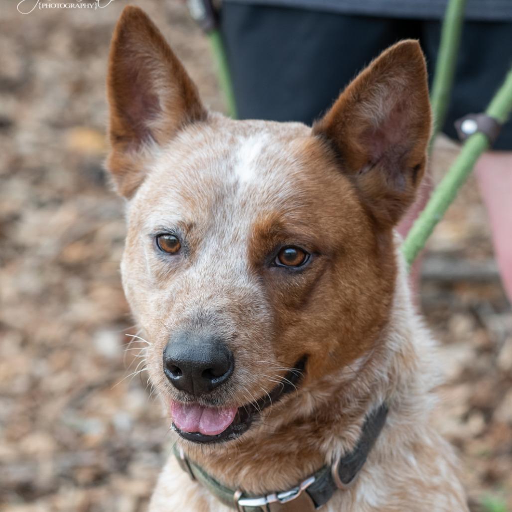 Enlarge RUSTY-30494, a Adoptable mixed breed in Bartlett, TN image 1/2