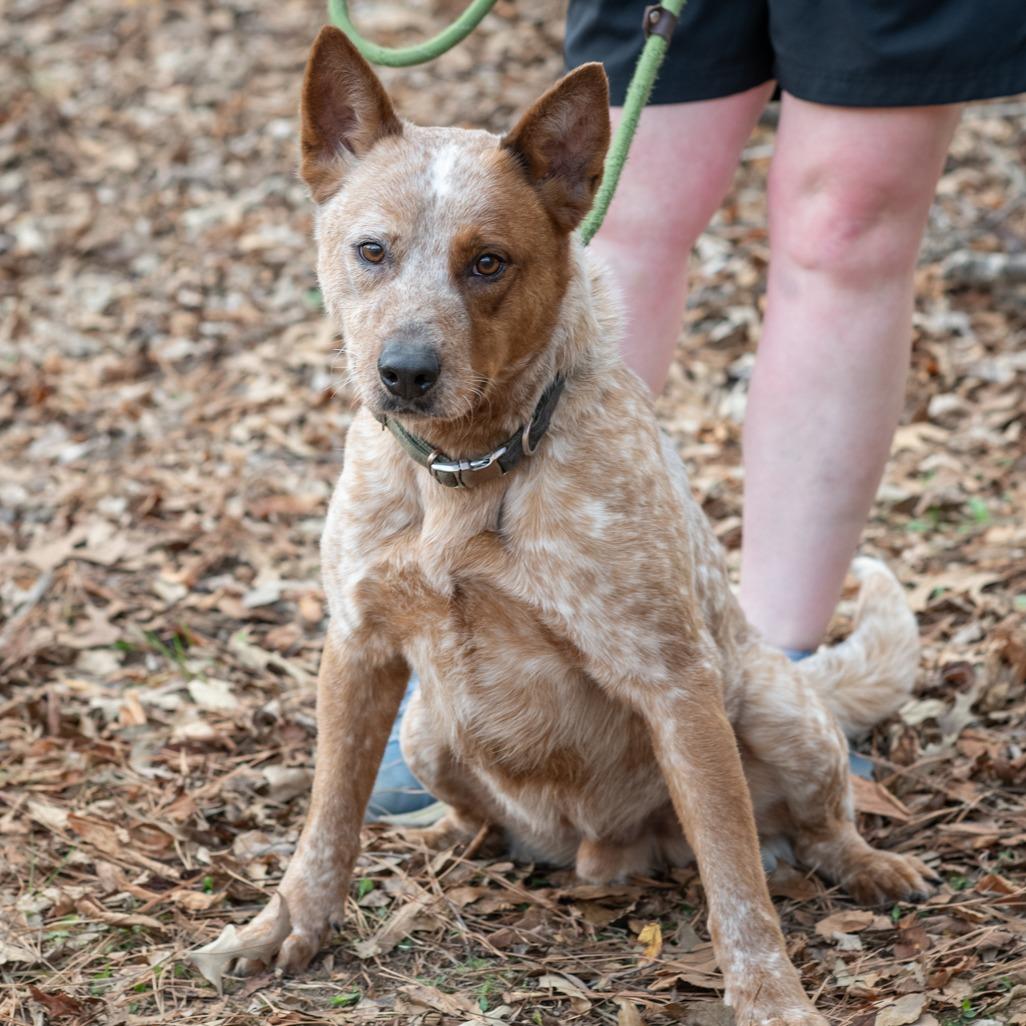 Enlarge RUSTY-30494, a Adoptable mixed breed in Bartlett, TN image 2/2