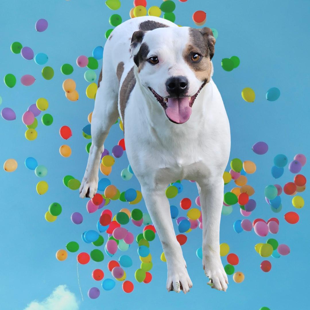 Bella, Adoptable, Young Female Pit Bull Terrier & Terrier.