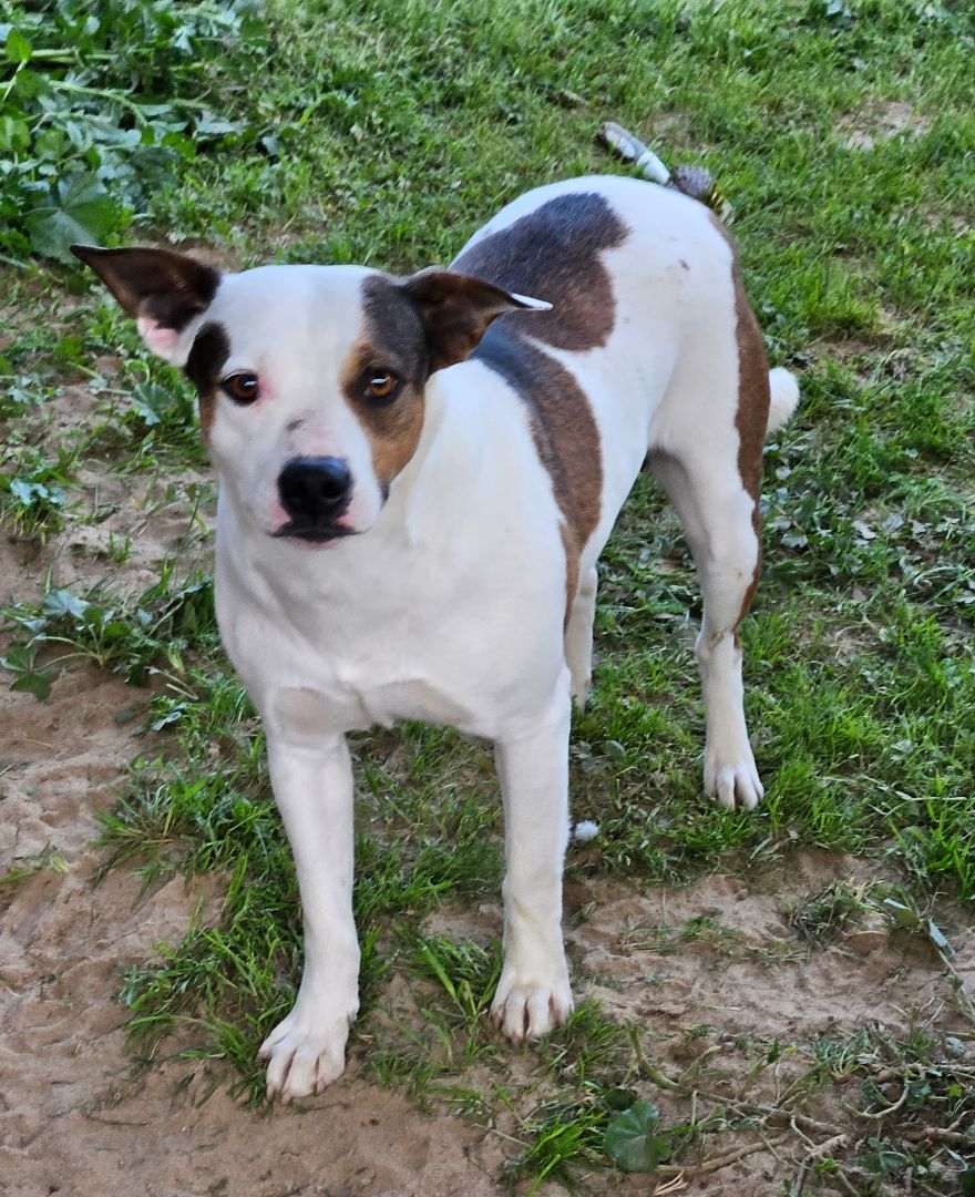 Enlarge Bella, a Adoptable mixed breed in Selma, CA image 3/6