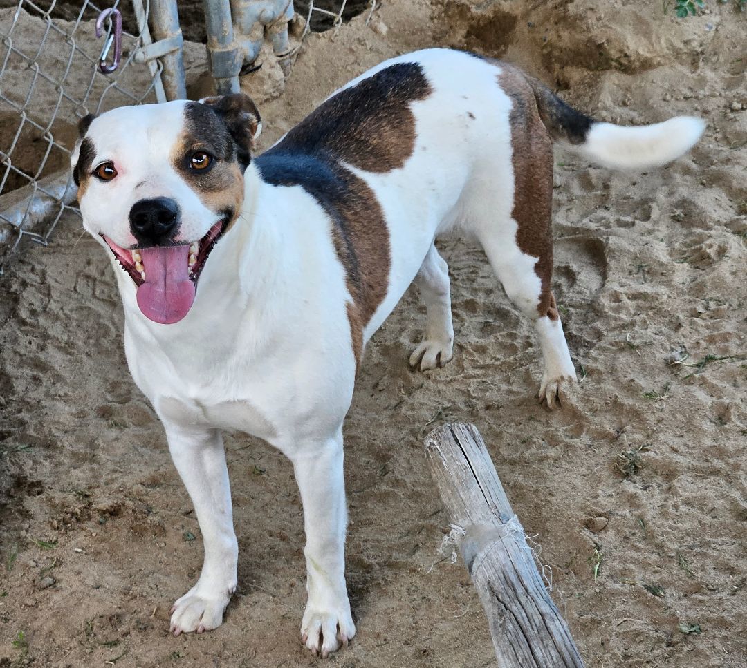 Enlarge Bella, a Adoptable mixed breed in Selma, CA image 4/6