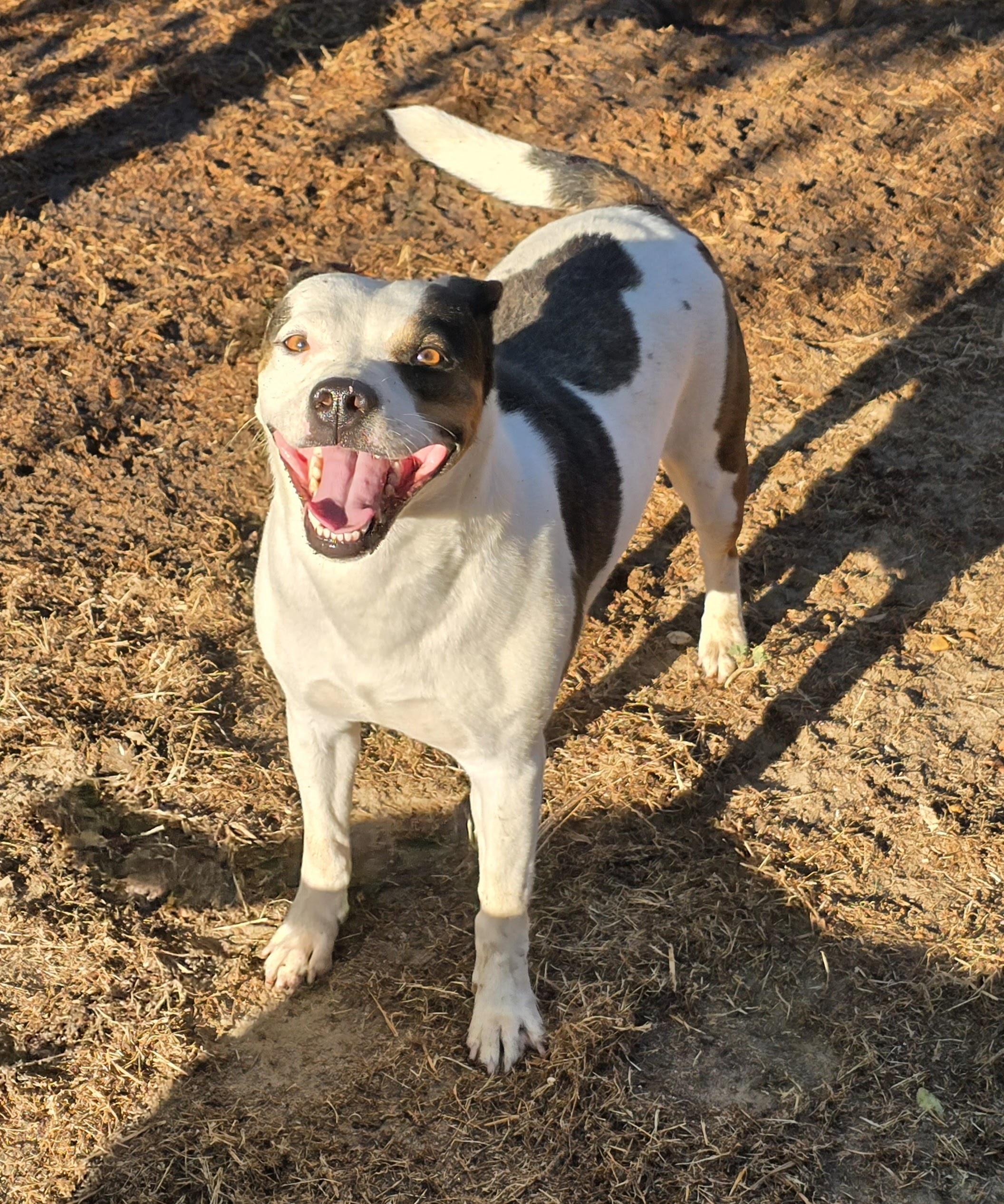Enlarge Bella, a Adoptable mixed breed in Selma, CA image 2/6
