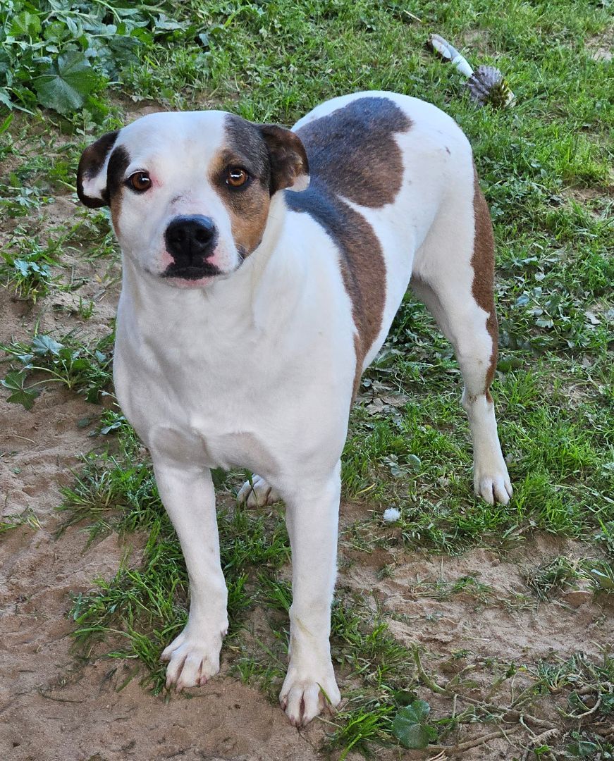 Enlarge Bella, a Adoptable mixed breed in Selma, CA image 5/6