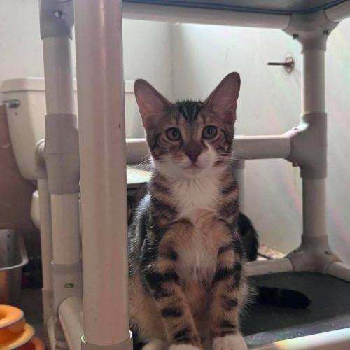 Tinga, Adoptable, Kitten Male Domestic Short Hair.