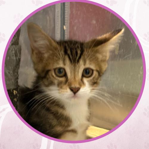 Enlarge Tinga, a Adoptable Domestic Short Hair in Toms River, NJ image 2/5