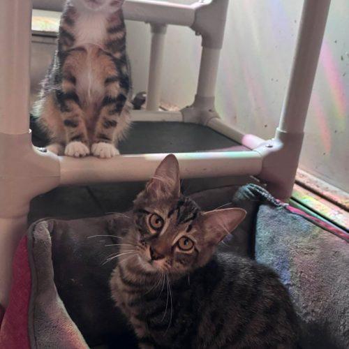 Enlarge Tinga, a Adoptable Domestic Short Hair in Toms River, NJ image 3/5