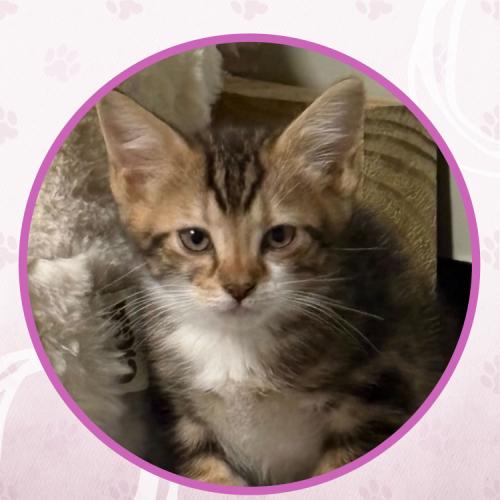 Enlarge Tinga, a Adoptable Domestic Short Hair in Toms River, NJ image 4/5