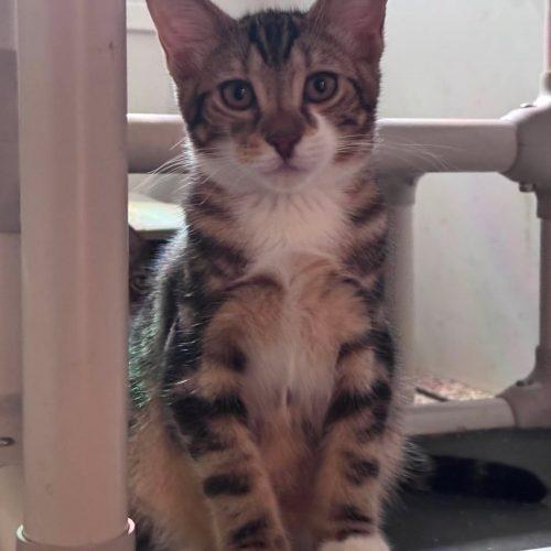 Enlarge Tinga, a Adoptable Domestic Short Hair in Toms River, NJ image 5/5