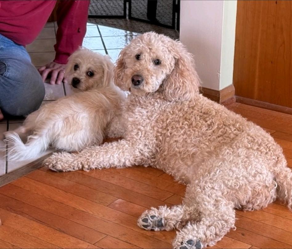 Winnie-Puggle/terrier mix, a Adoptable mixed breed in Hamburg, NY image 4/6