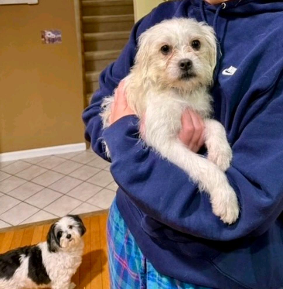 Winnie-Puggle/terrier mix, a Adoptable mixed breed in Hamburg, NY image 3/6