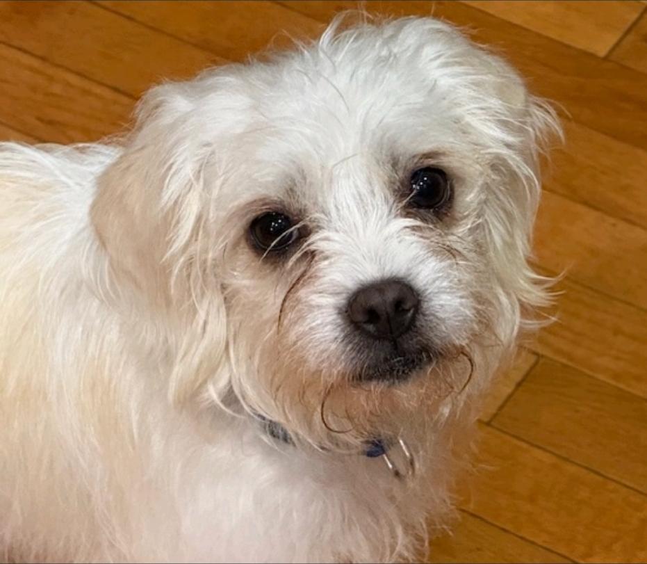 Winnie-Puggle/terrier mix, a Adoptable mixed breed in Hamburg, NY image 1/6