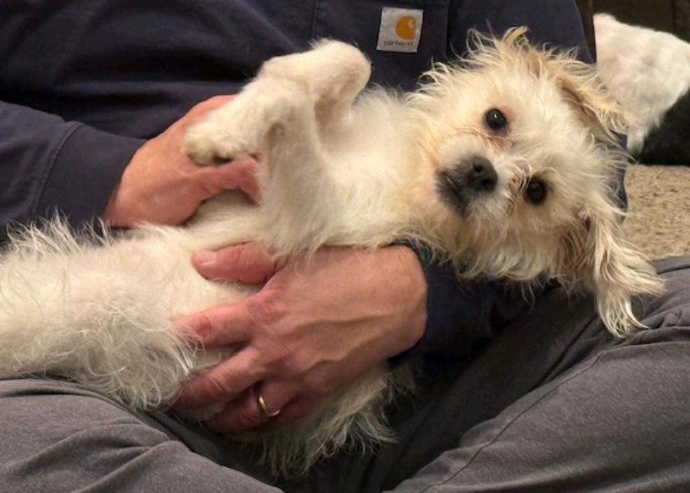 Winnie-Puggle/terrier mix, a Adoptable mixed breed in Hamburg, NY image 2/6