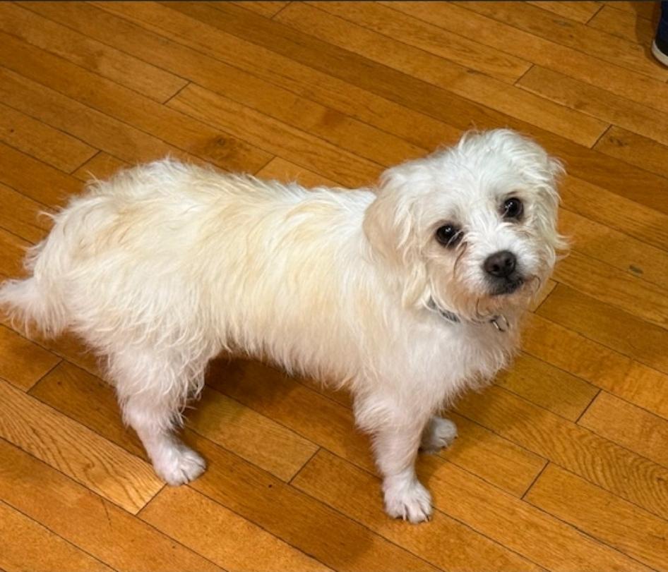 Winnie-Puggle/terrier mix, a Adoptable mixed breed in Hamburg, NY image 5/6