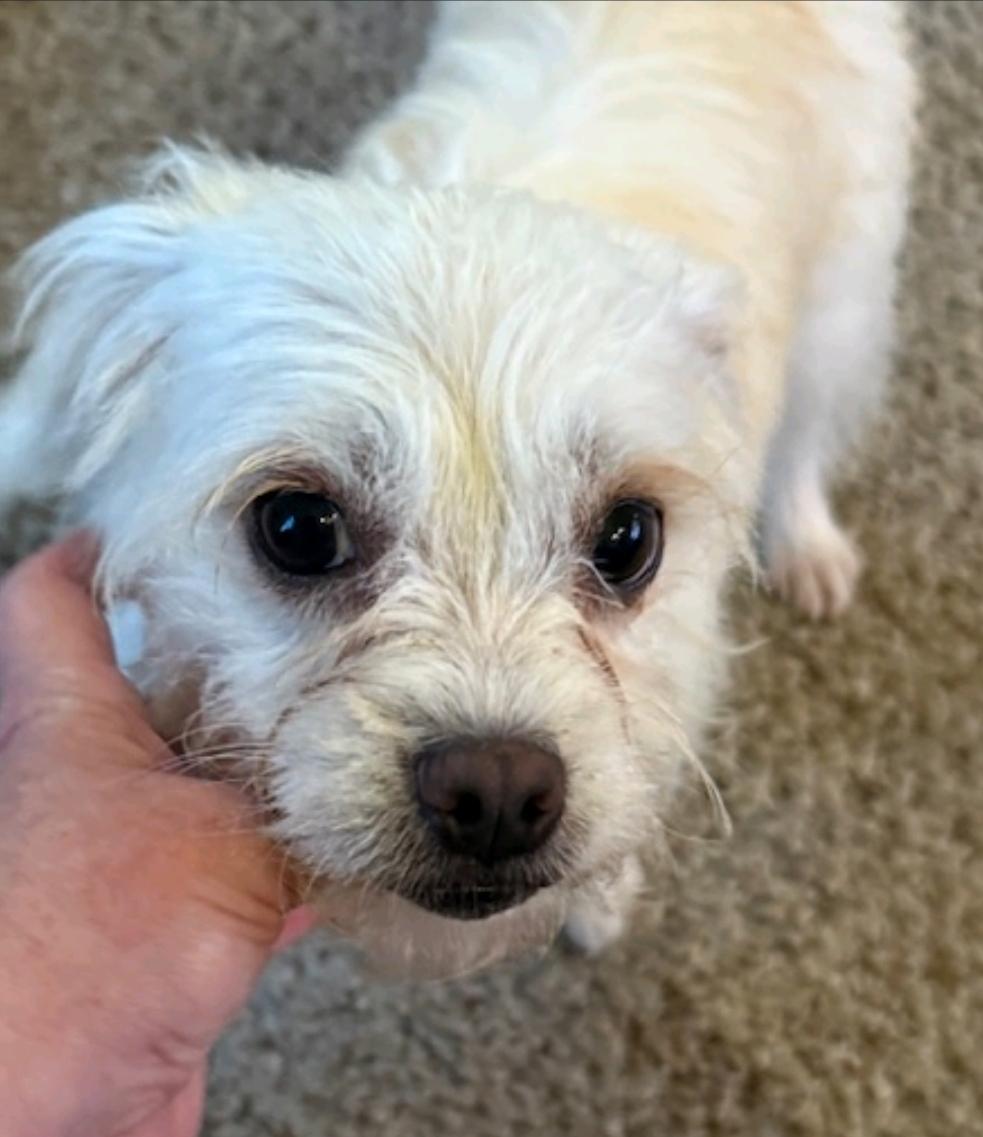 Winnie-Puggle/terrier mix, a Adoptable mixed breed in Hamburg, NY image 6/6