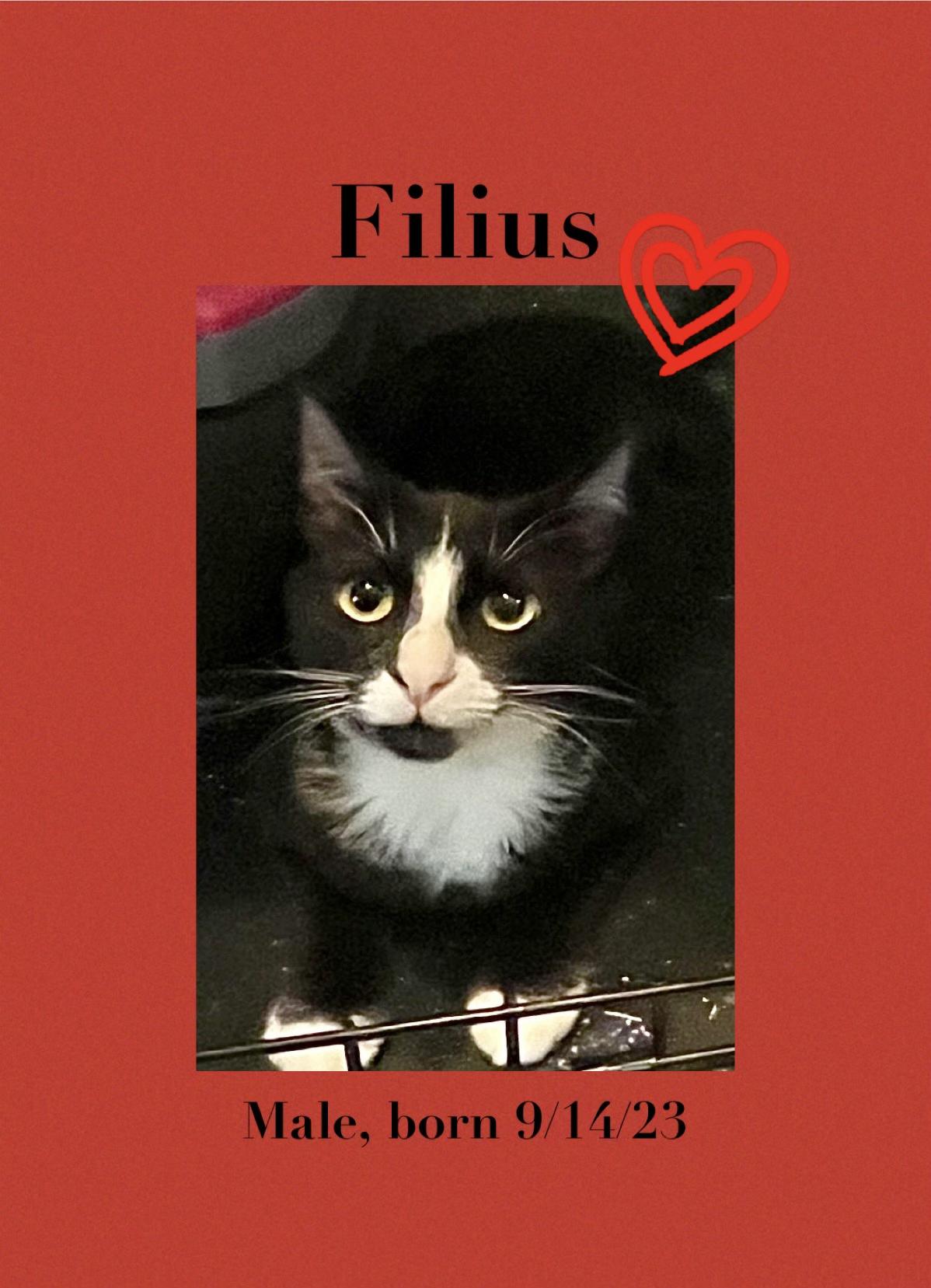 Filius 3
