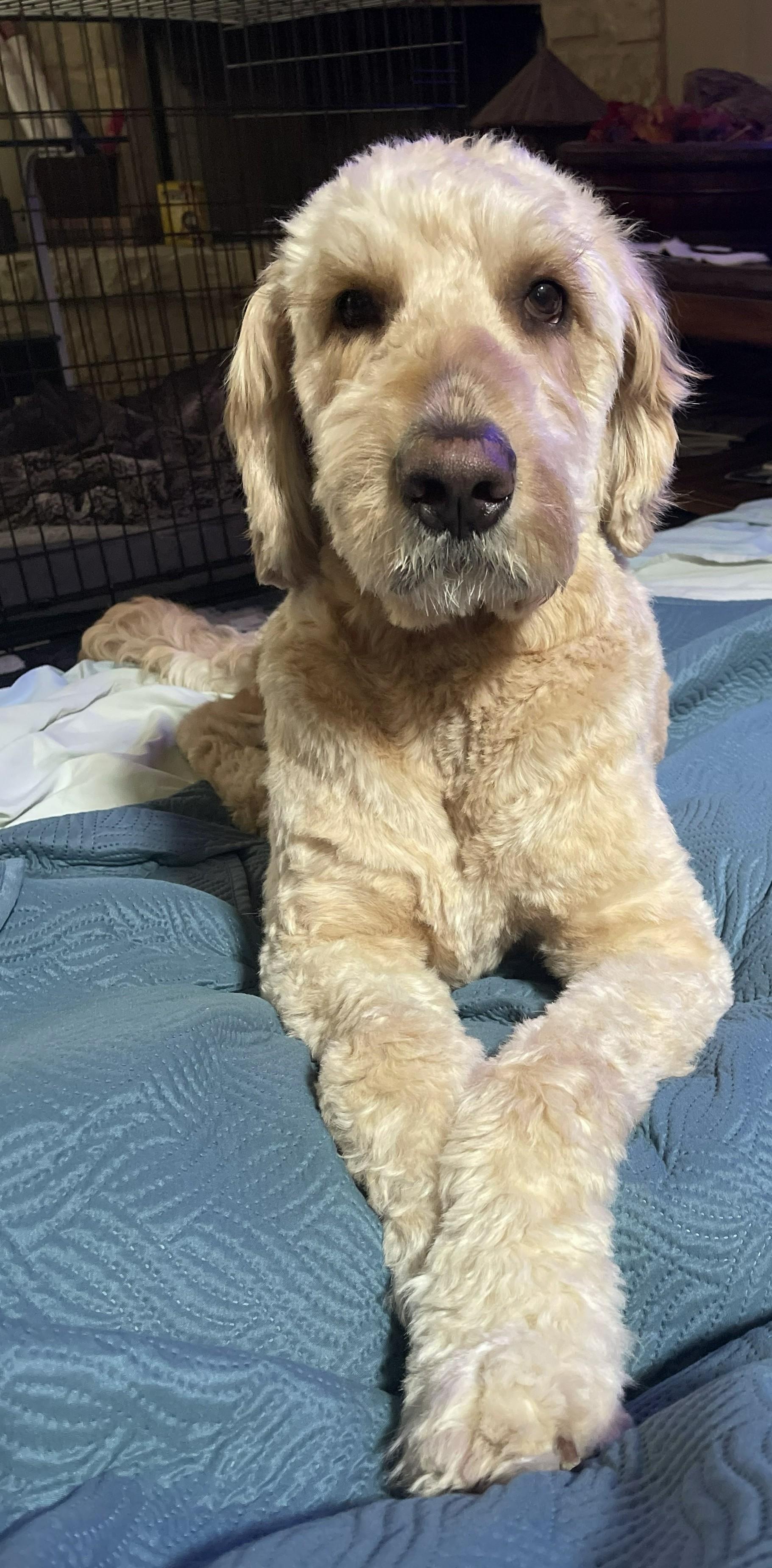 Enlarge Biskit, a Adoptable Goldendoodle in San Antonio, TX image 2/6
