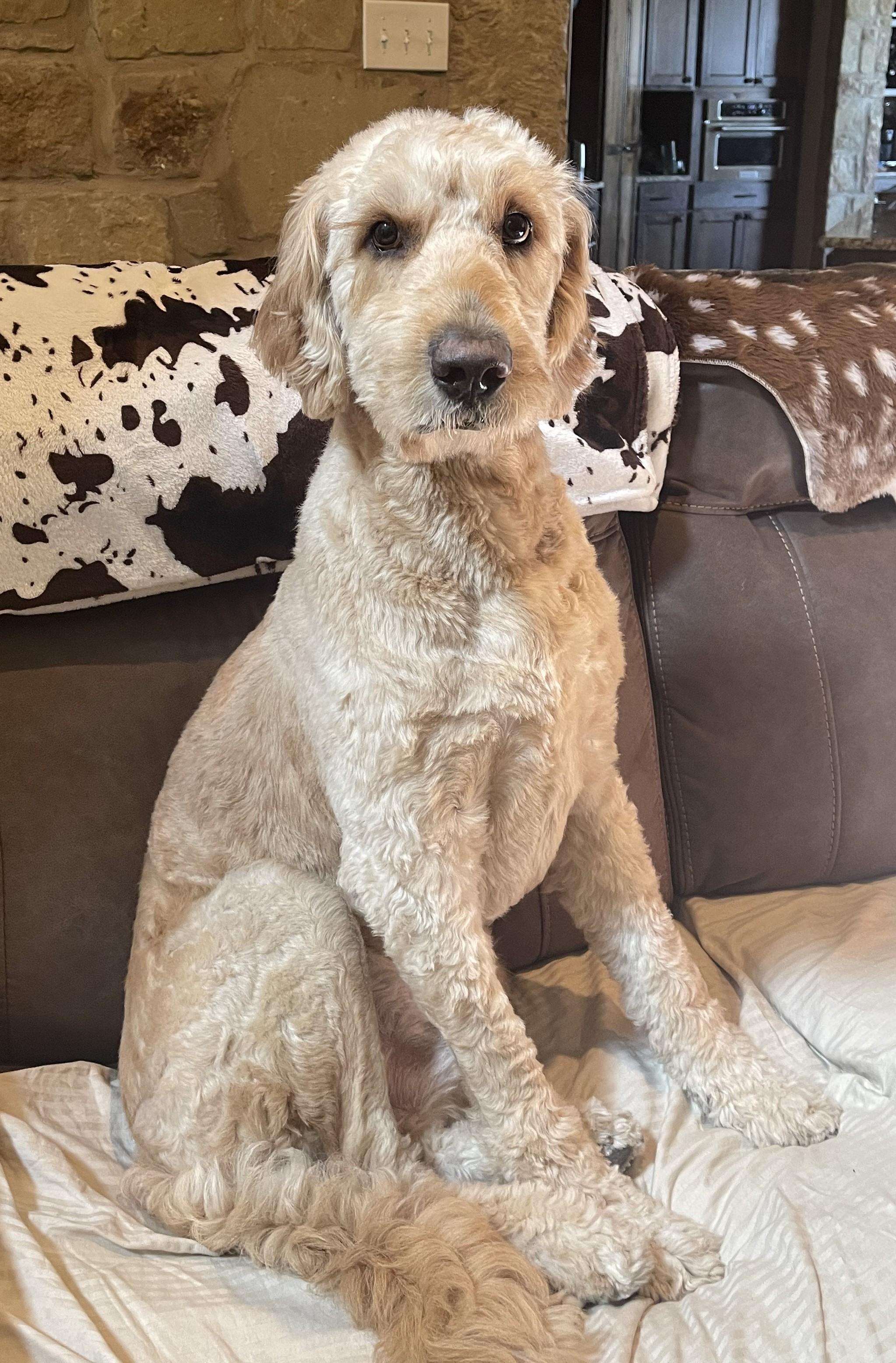 Enlarge Biskit, a Adoptable Goldendoodle in San Antonio, TX image 4/6