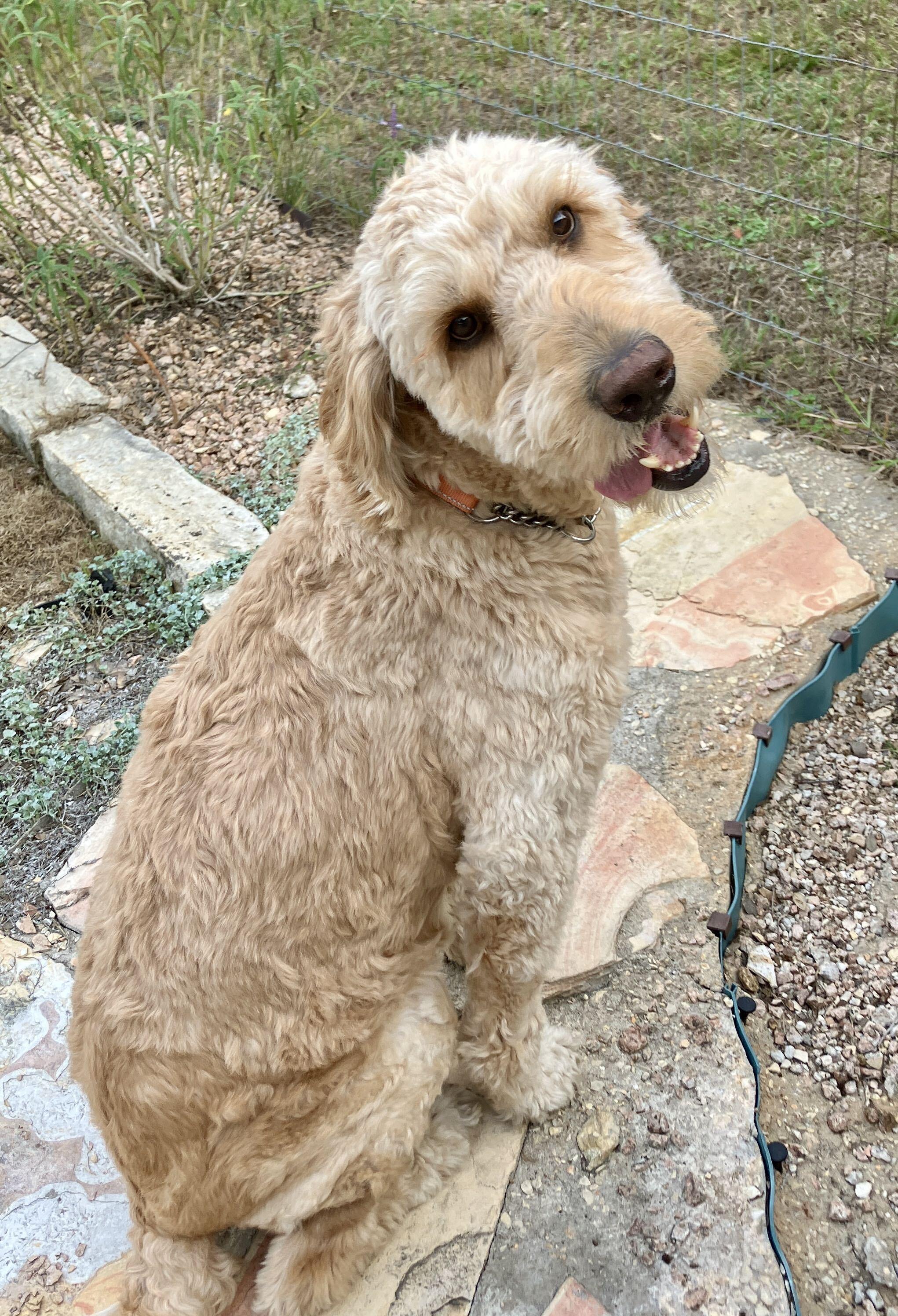 Enlarge Biskit, a Adoptable Goldendoodle in San Antonio, TX image 1/6