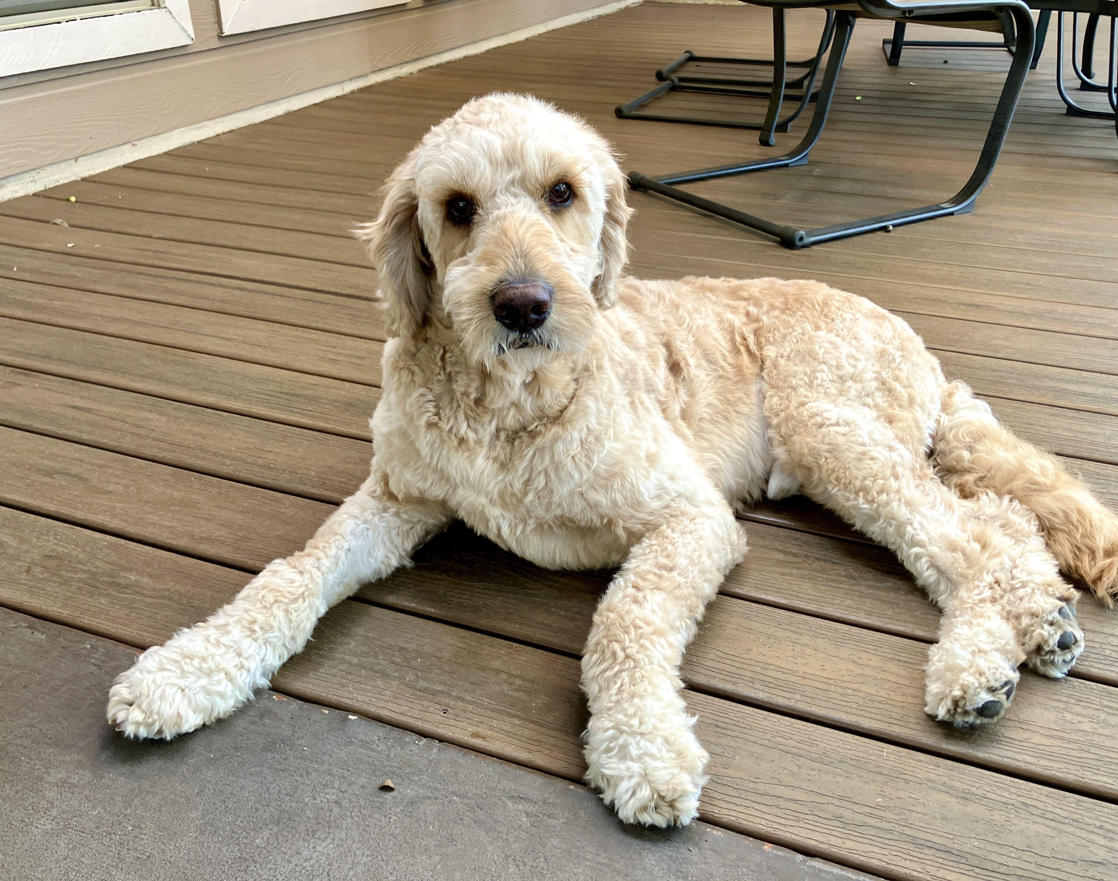 Enlarge Biskit, a Adoptable Goldendoodle in San Antonio, TX image 6/6