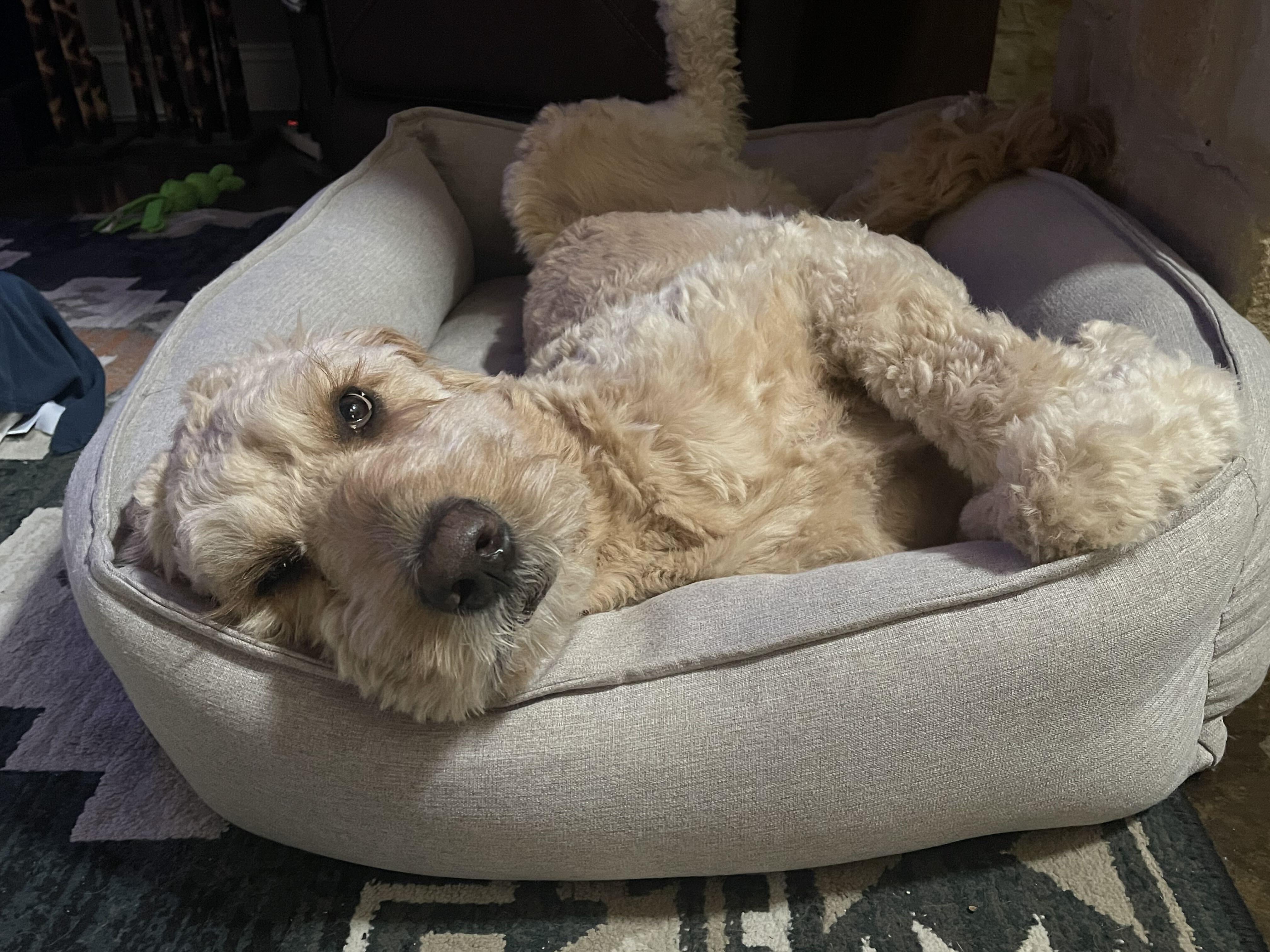 Enlarge Biskit, a Adoptable Goldendoodle in San Antonio, TX image 5/6