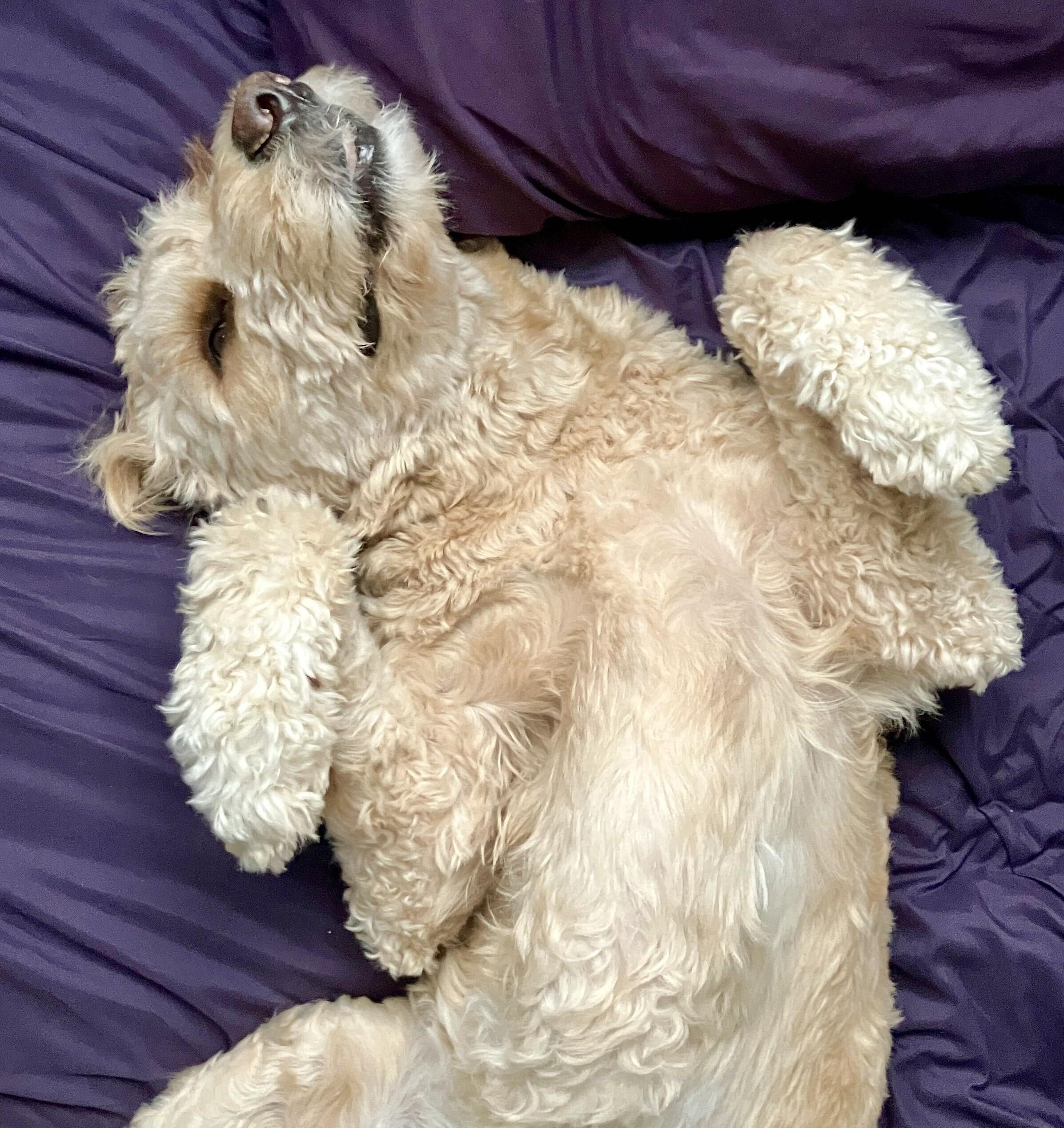 Enlarge Biskit, a Adoptable Goldendoodle in San Antonio, TX image 3/6