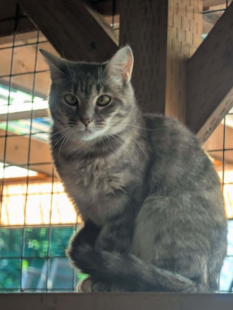 Hula, a Adoptable mixed breed in Vancouver, WA image 3/6