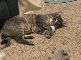 Enlarge Hula, a Adoptable mixed breed in Vancouver, WA image 3/6