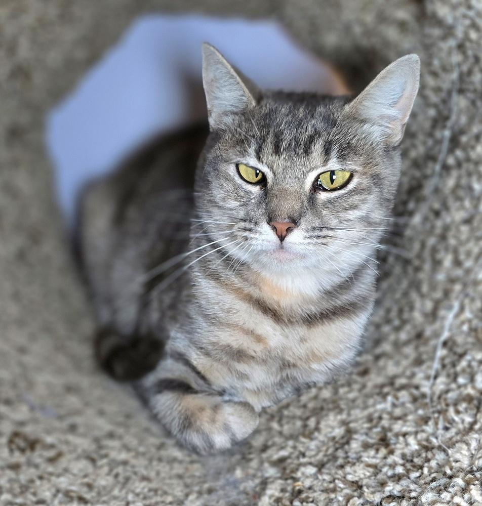 Enlarge Hula, a Adoptable mixed breed in Vancouver, WA image 6/6