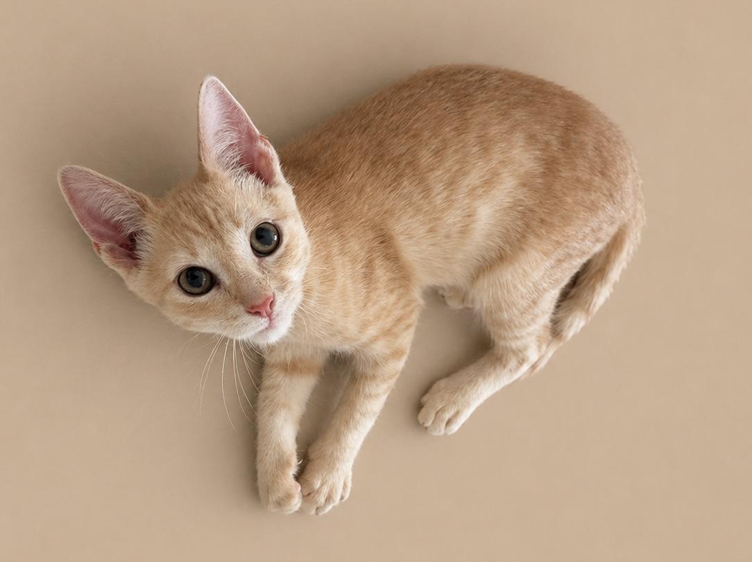 Flare, a ADOPTABLE mixed breed in Arlington, TX image 1/2