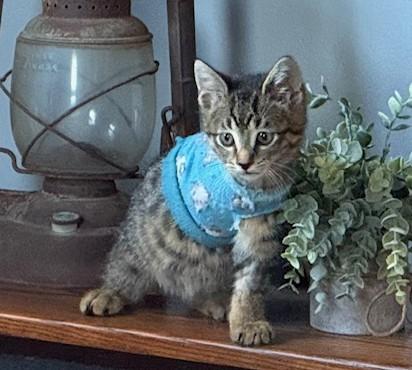 Enlarge Timber, a Adoptable Domestic Short Hair in Toledo, OH image 1/1