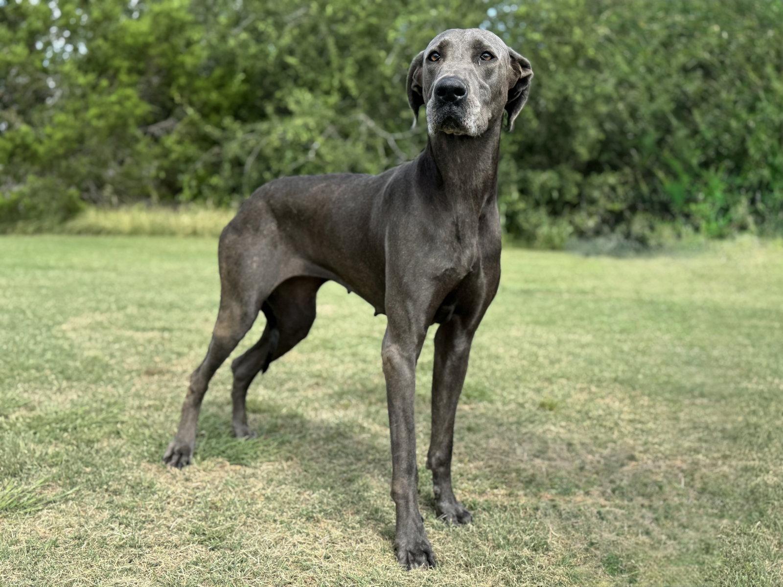 Ellie May, Adoptable, Adult Female Great Dane.