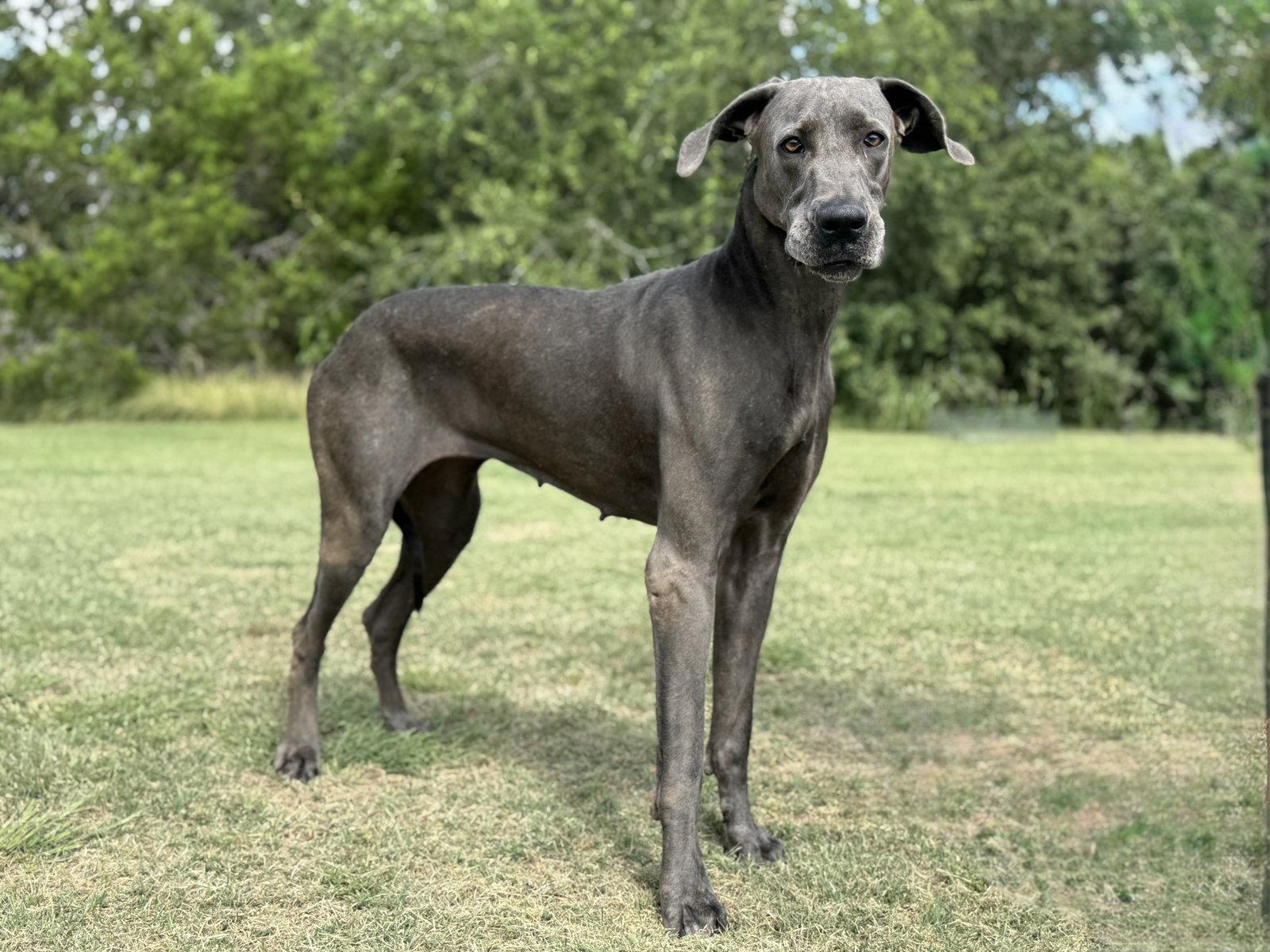 Ellie May, a Adoptable Great Dane in Helotes, TX image 2/3