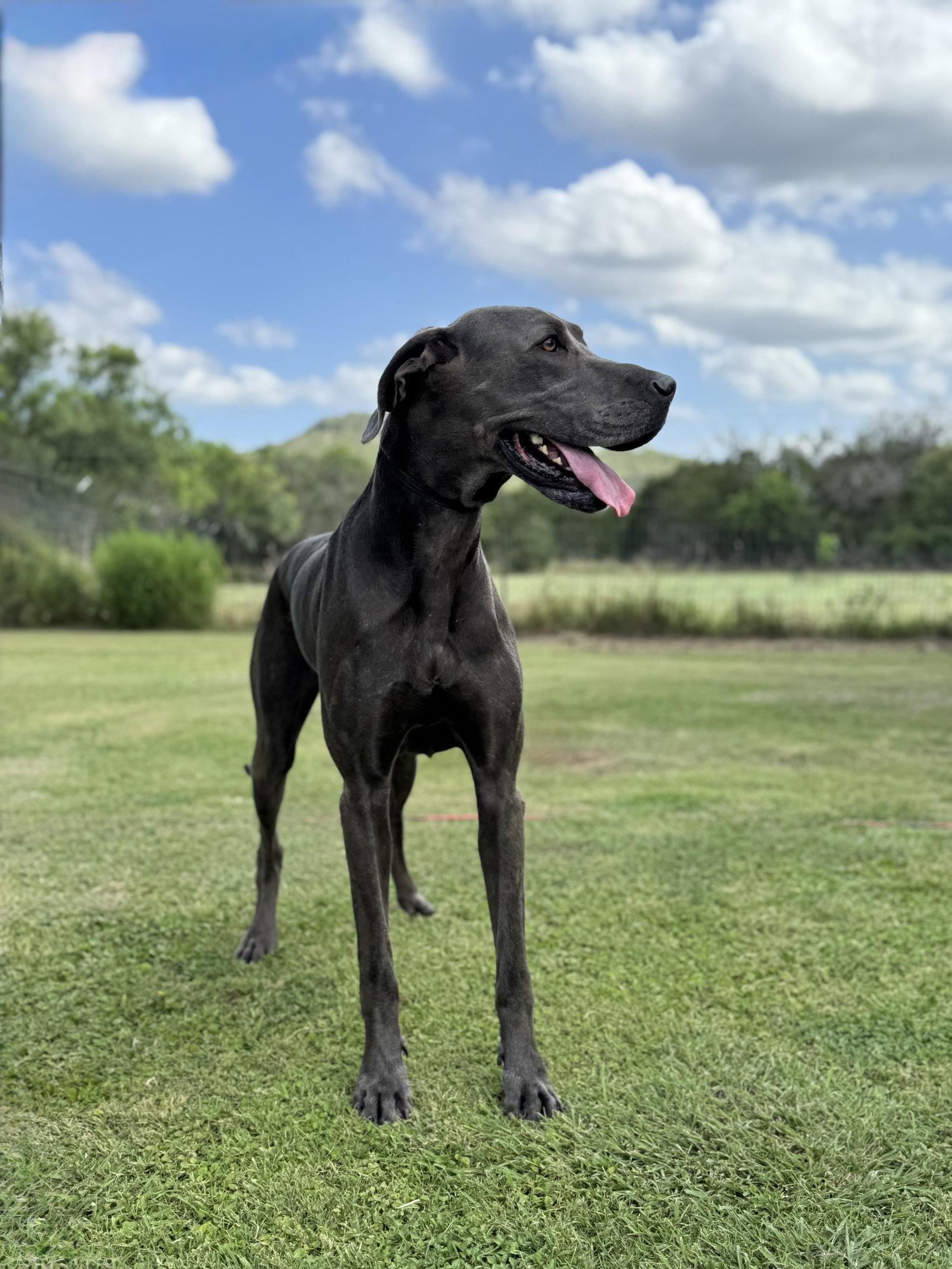 Ellie May, a Adoptable Great Dane in Helotes, TX image 3/3