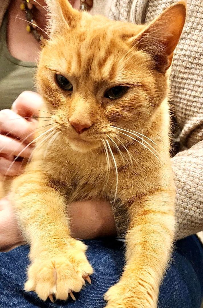 Lucille Ball ("Lucy"), Adopted, Adult Female Tabby.