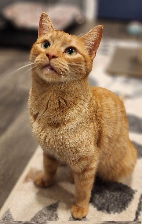 Lucille Ball ("Lucy"), a Adopted Tabby in MANASSAS, VA image 2/6