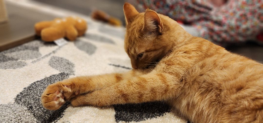 Lucille Ball ("Lucy"), a Adopted Tabby in MANASSAS, VA image 3/6