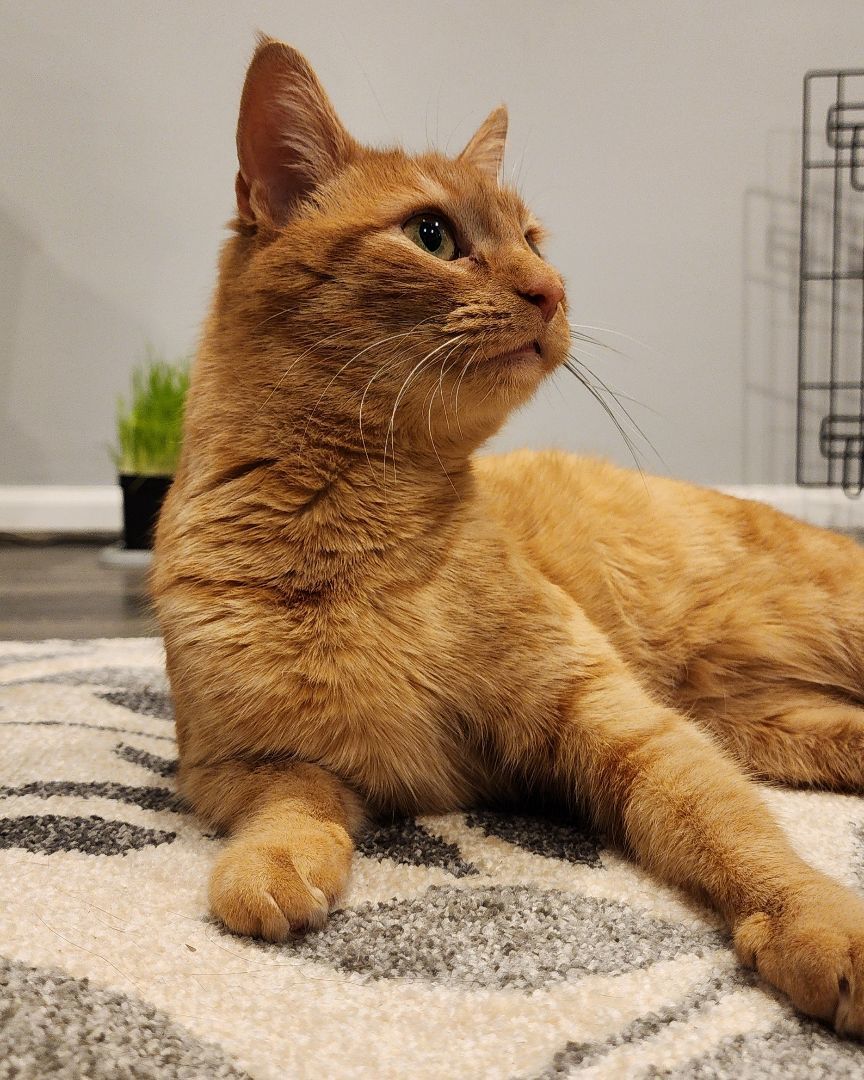 Lucille Ball ("Lucy"), a Adopted Tabby in MANASSAS, VA image 4/6