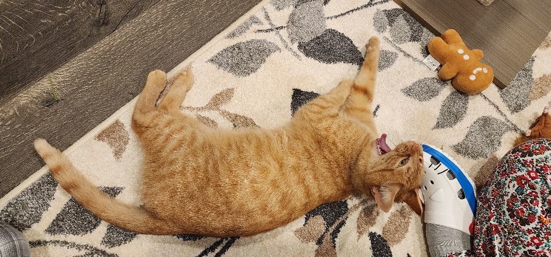 Lucille Ball ("Lucy"), a Adopted Tabby in MANASSAS, VA image 5/6