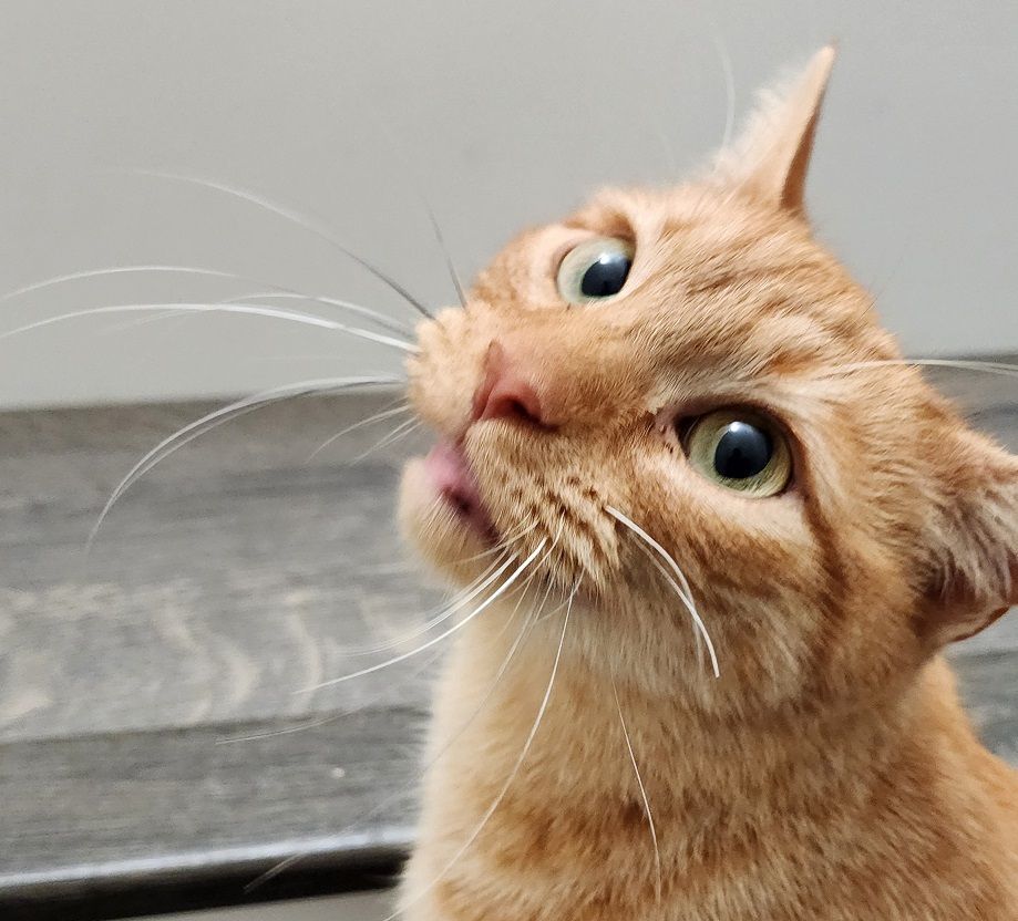 Lucille Ball ("Lucy"), a Adopted Tabby in MANASSAS, VA image 6/6