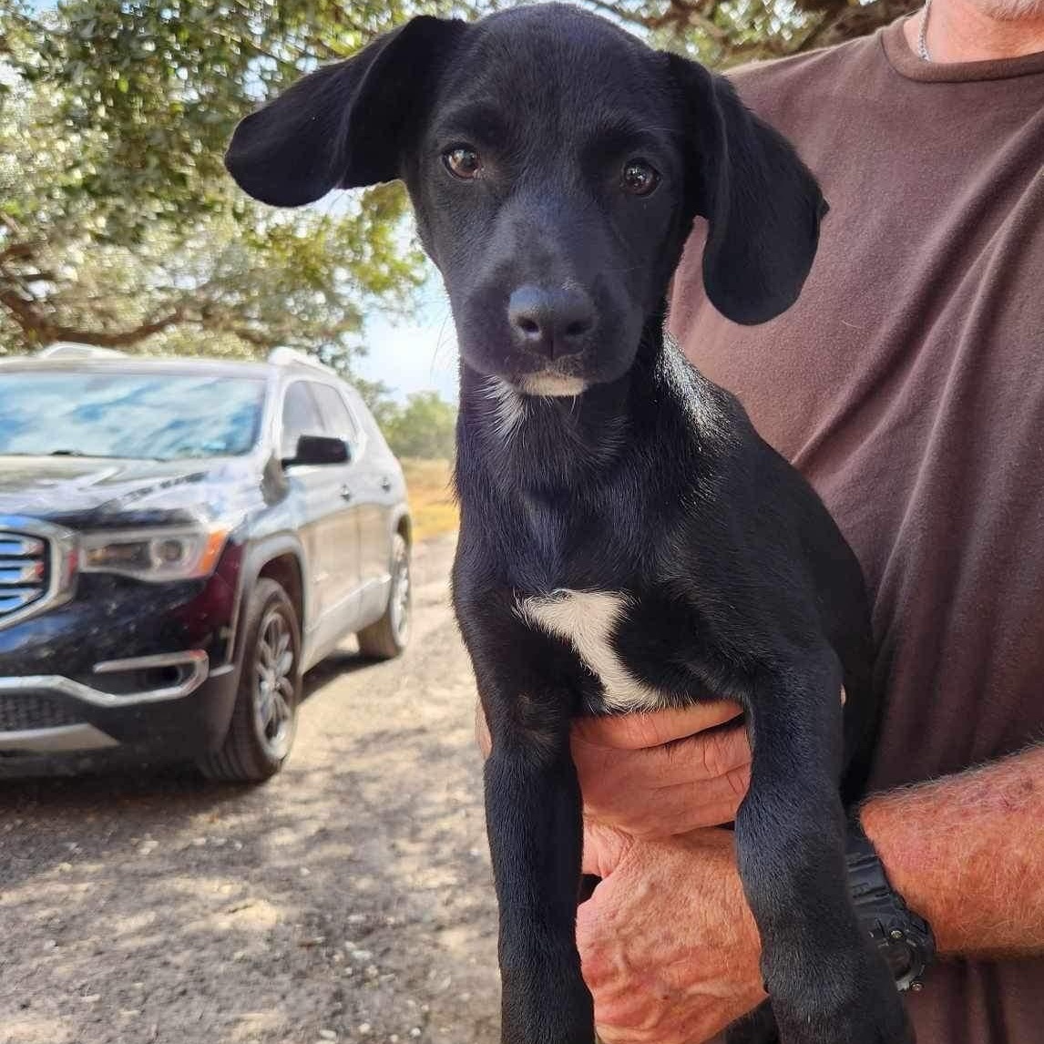 Licorish PC, an adoptable Catahoula Leopard Dog, Labrador Retriever in Goliad, TX, 77963 | Photo Image 4
